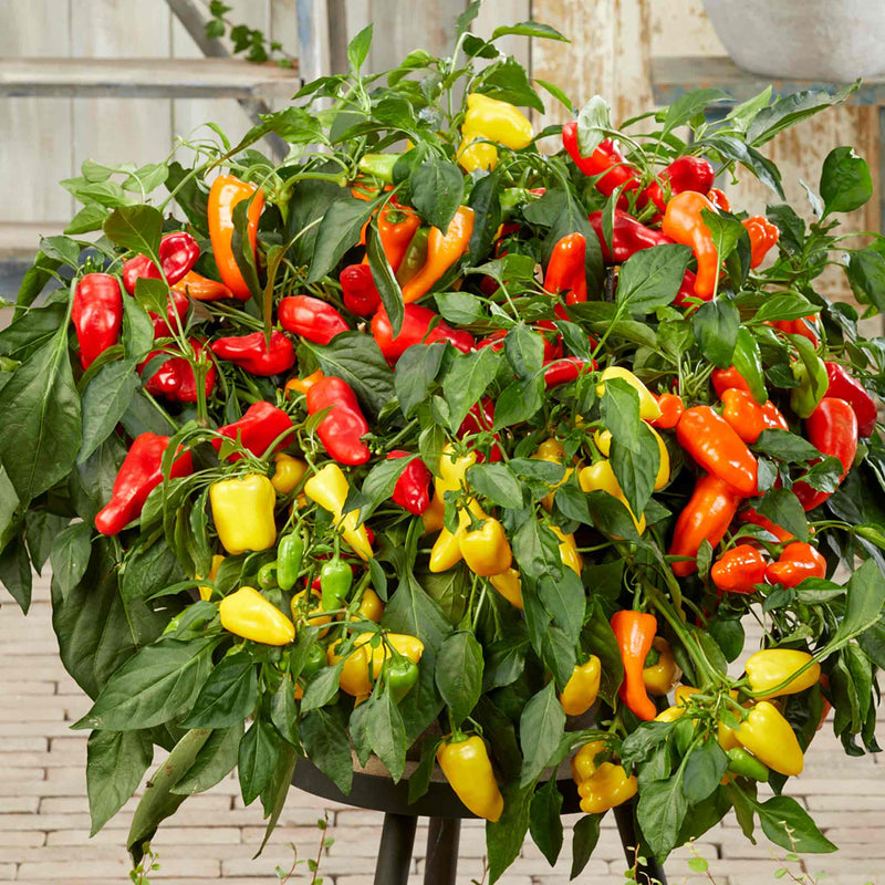 Sweet Pepper Seeds 'Peppers from Heaven'