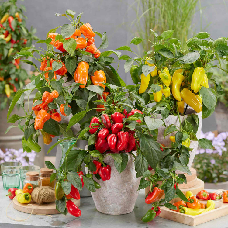 Sweet Pepper Seeds 'Peppers from Heaven'