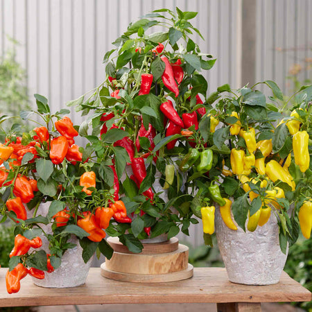 Sweet Pepper Seeds 'Peppers from Heaven'