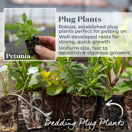 Petunia Surfinia 'Snow'