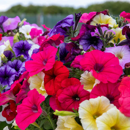 Petunia 'Frenzy Mirage Mixed'