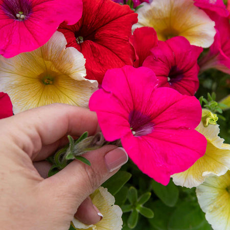 Petunia 'Frenzy Mirage Mixed'