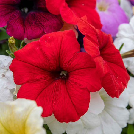 Petunia 'Frenzy Mirage Mixed'
