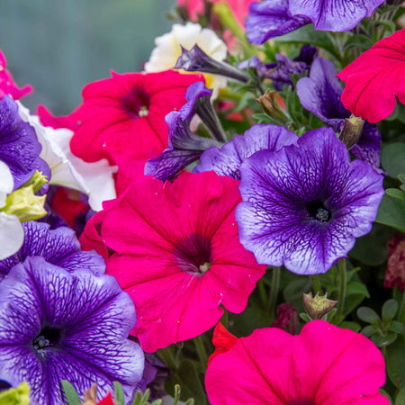 Petunia 'Frenzy Mirage Mixed'