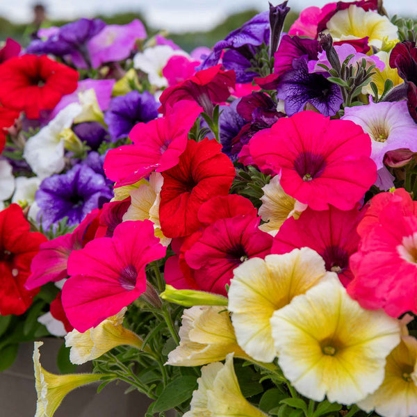 Petunia 'Frenzy Mirage Mixed'