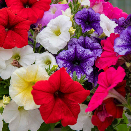 Petunia 'Frenzy Mirage Mixed'
