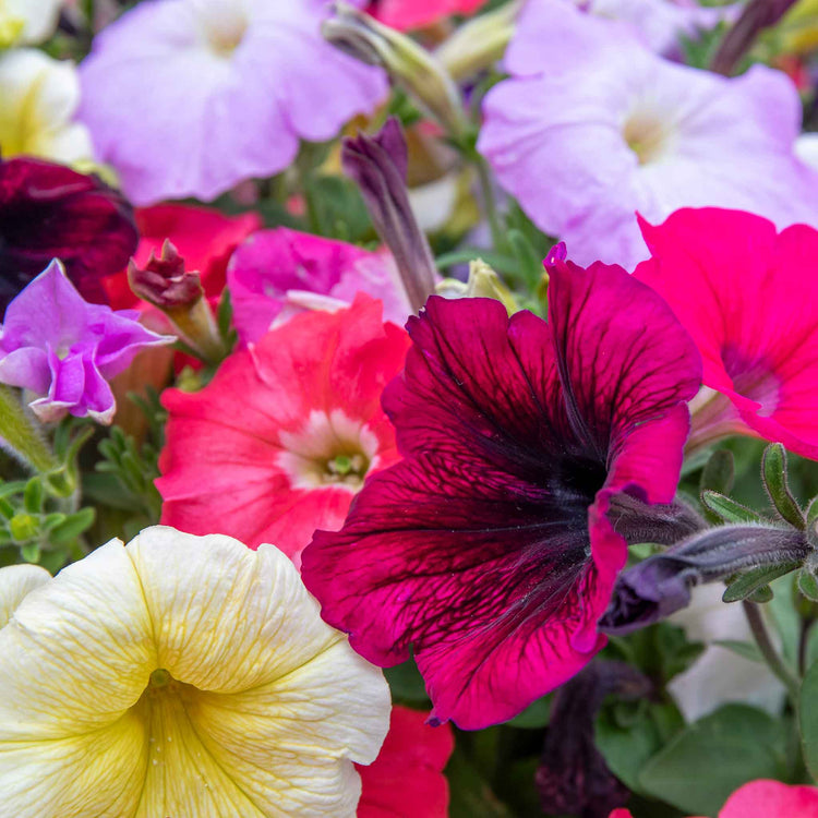 Petunia 'Frenzy Mirage Mixed'