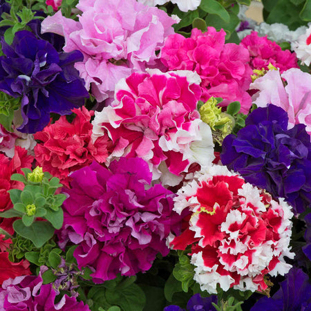 Petunia Plant 'Double Pirouette Mix'
