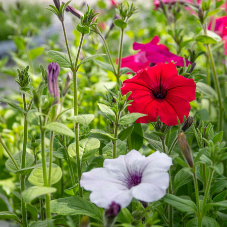 Petunia Plant 'Tidal Wave F1 Mixed'