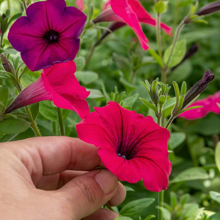 Petunia Plant 'Tidal Wave F1 Mixed'