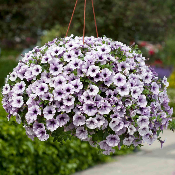 Petunia Surfinia Plant 'Blue Vein'