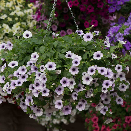 Petunia Surfinia 'Blue Vein'