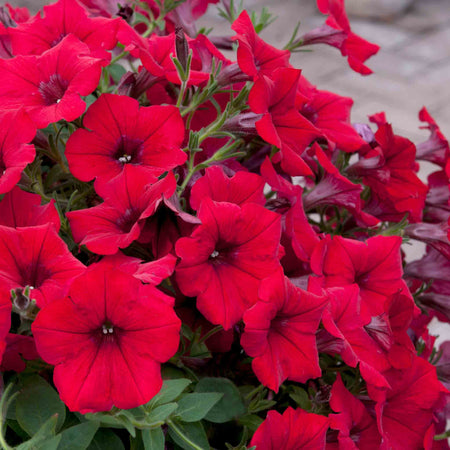 Petunia Surfinia 'Deep Red'