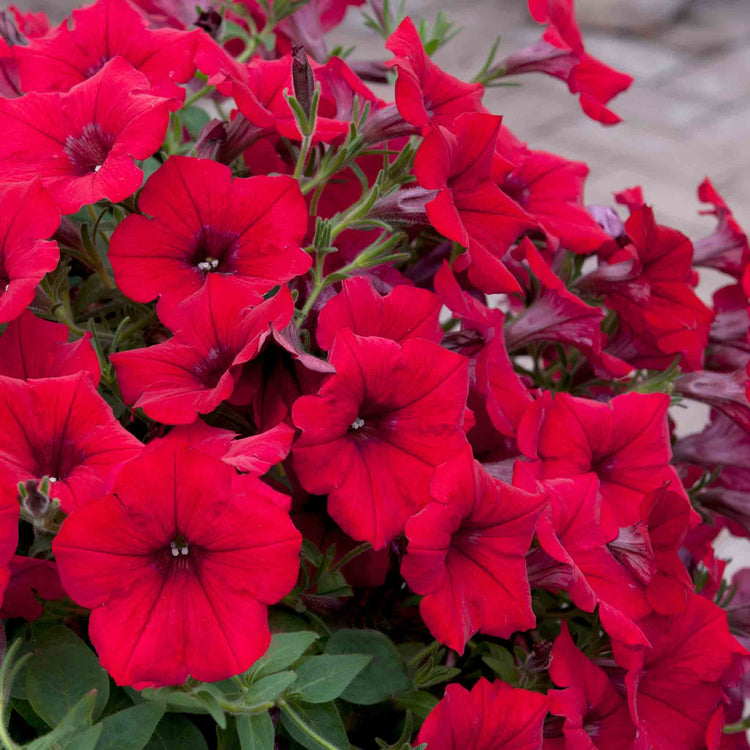 Petunia Surfinia 'Deep Red'