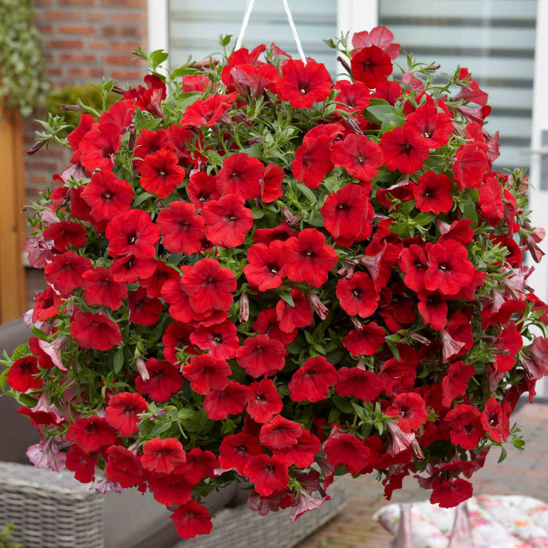 Petunia Surfinia 'Deep Red'