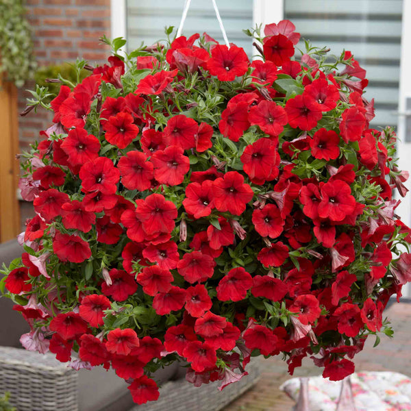 Petunia Surfinia Plant 'Deep Red'