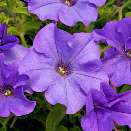 Petunia Plant 'Surfinia Heavenly Blue'