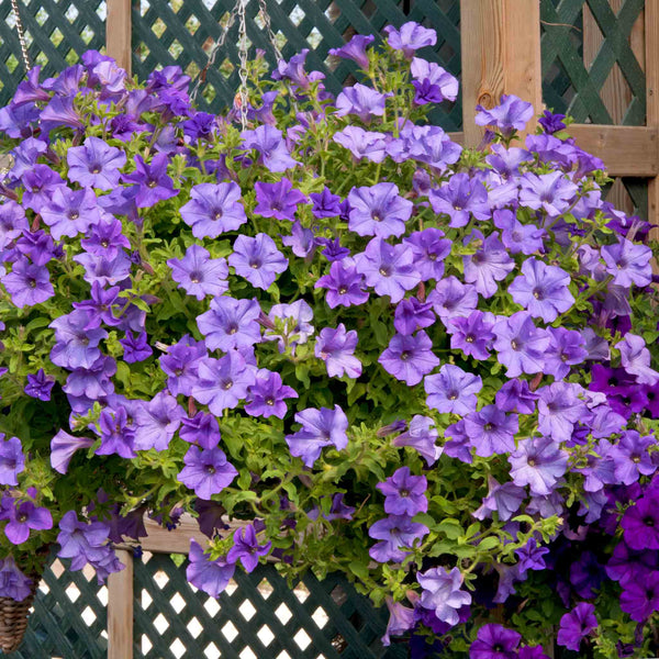 Petunia Plant 'Surfinia Heavenly Blue'