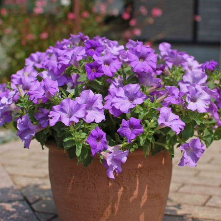 Petunia Plant 'Surfinia Heavenly Blue'