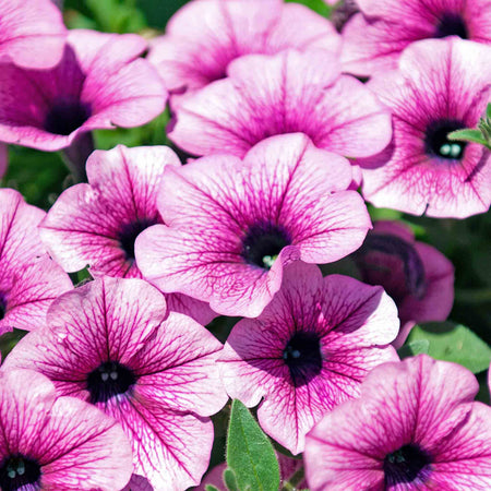 Petunia Surfinia 'Pink Vein'
