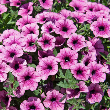 Petunia Surfinia 'Pink Vein'