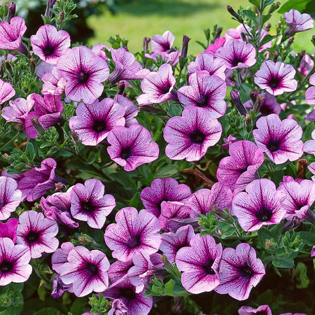Petunia Surfinia 'Pink Vein'