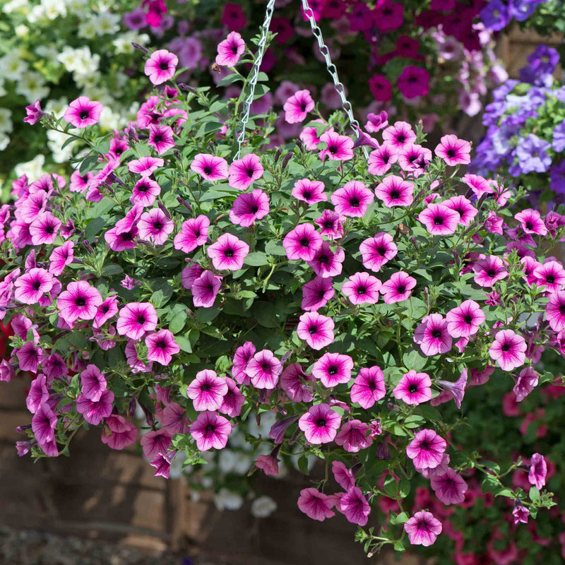 Petunia Surfinia 'Pink Vein'