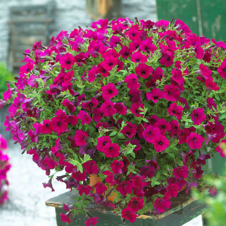Petunia Surfinia 'Purple'