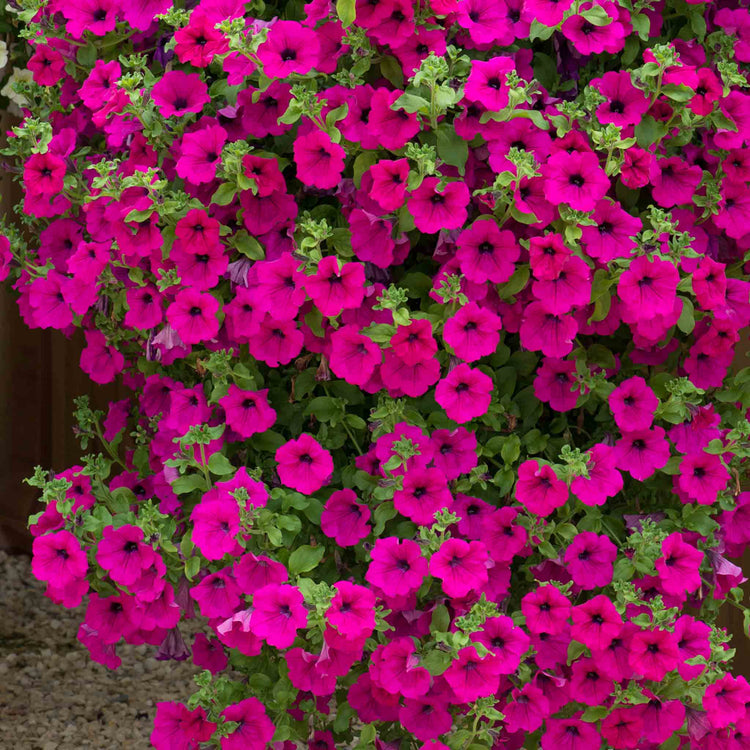 Petunia Surfinia 'Purple'
