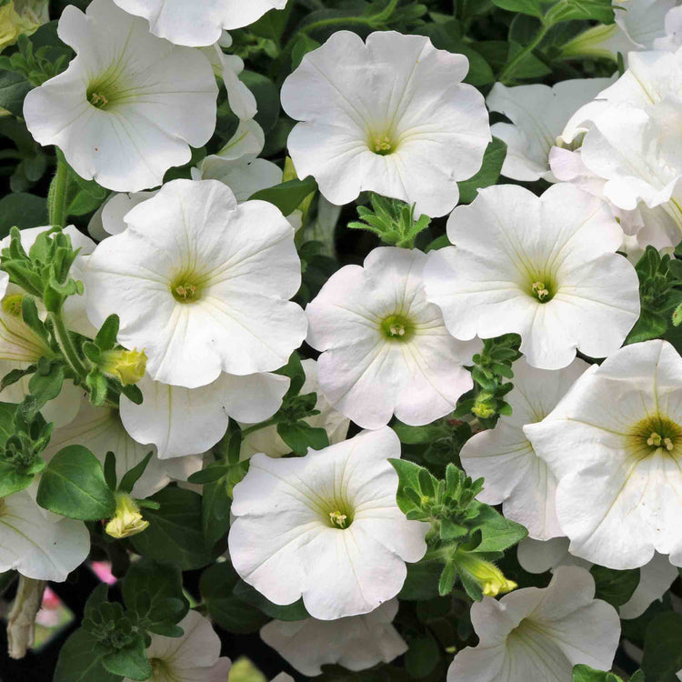 Petunia Surfinia 'Snow'