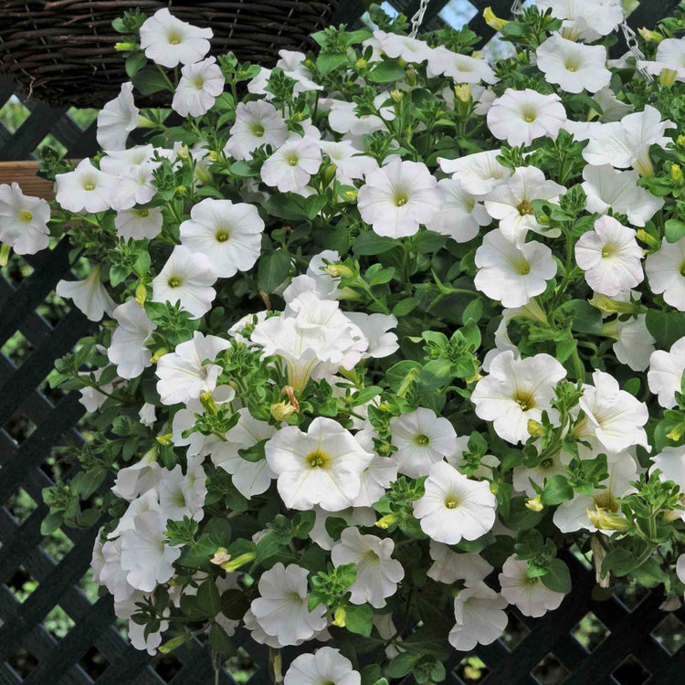 Petunia Surfinia 'Snow'