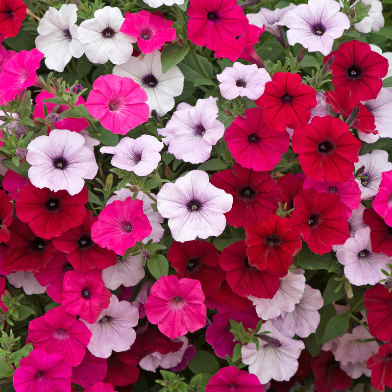 Petunia Plant 'Tidal Wave F1 Mixed'
