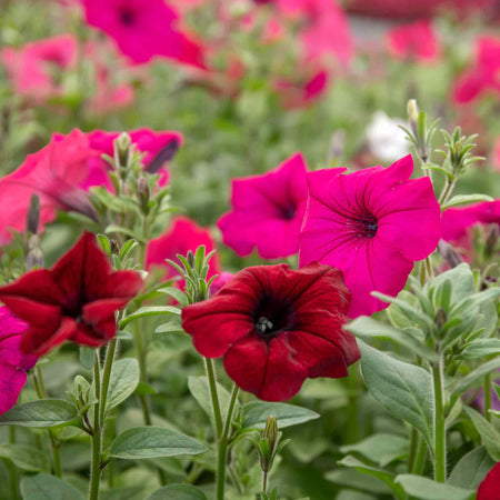 Petunia Plant 'Tidal Wave F1 Mixed'