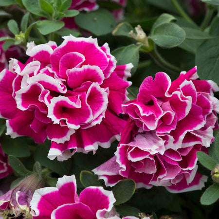 Petunia 'Tumbelina Anna'