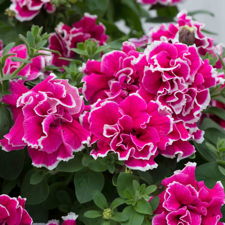 Petunia 'Tumbelina Anna'