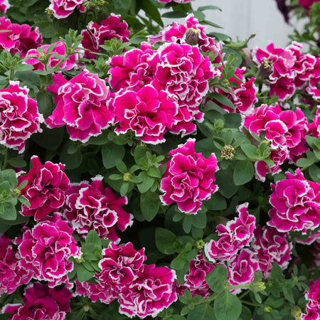 Petunia 'Tumbelina Anna'