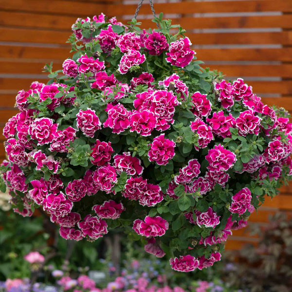 Petunia Plant 'Tumbelina Anna'