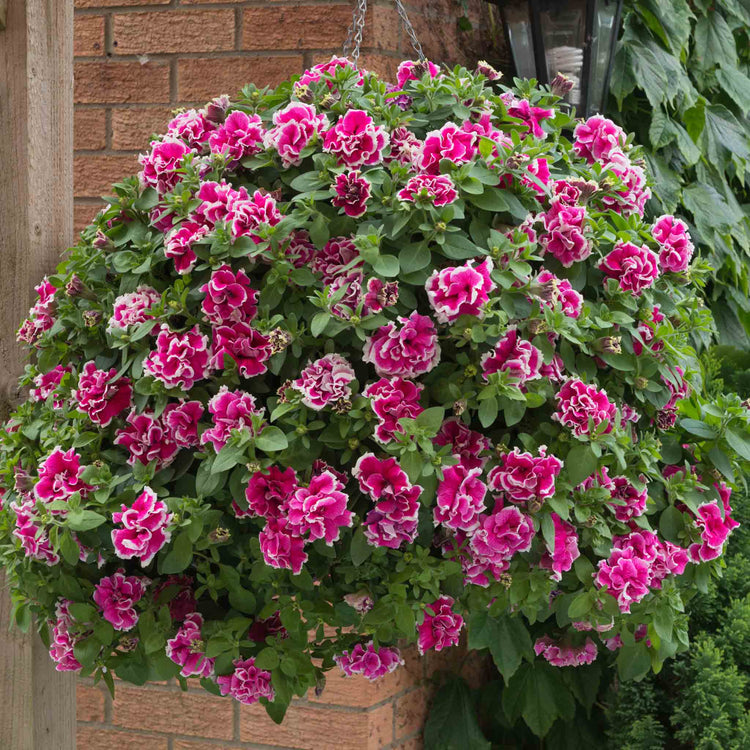 Petunia Tumbelina Collection