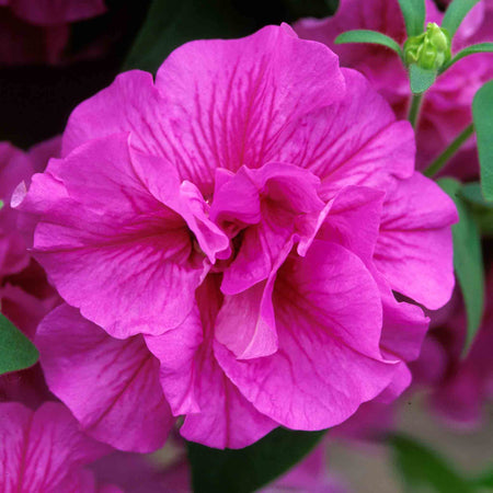 Petunia Tumbelina Collection