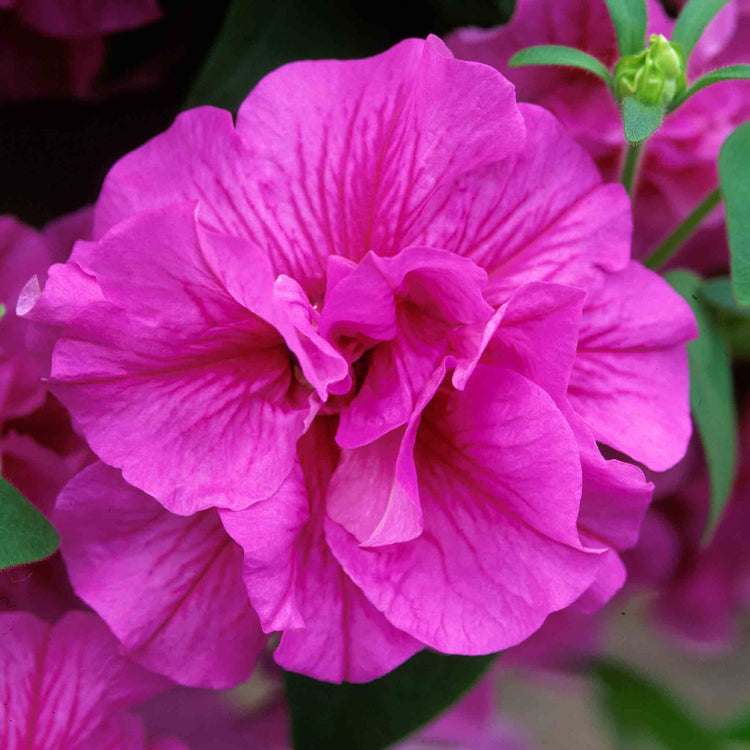 Petunia Tumbelina Collection