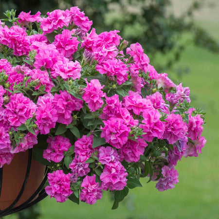 Petunia 'Tumbelina Candyfloss'