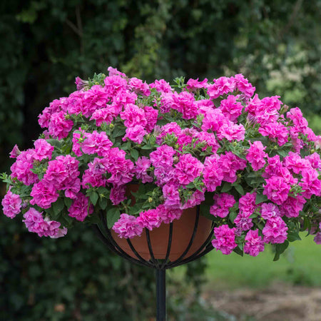 Petunia Tumbelina Collection
