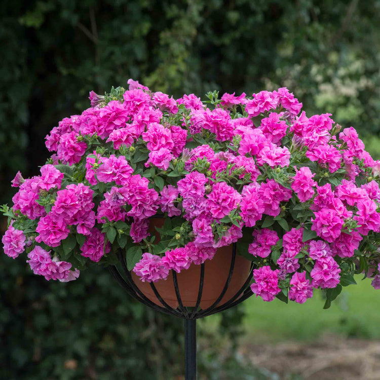 Petunia Tumbelina Collection