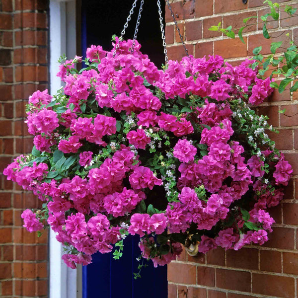 Petunia Plant 'Tumbelina Candyfloss'