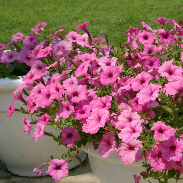 Petunia Plant Supertunia 'Vista Bubblegum'