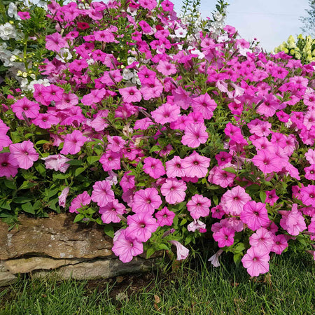 Petunia Plant Supertunia 'Vista Bubblegum'