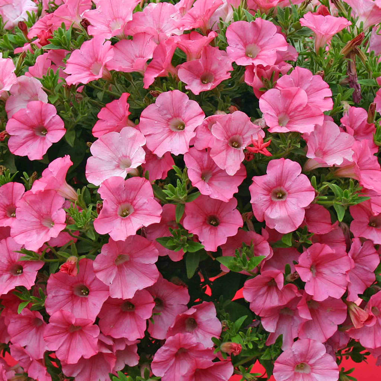 Petunia Plant Supertunia 'Vista Bubblegum'