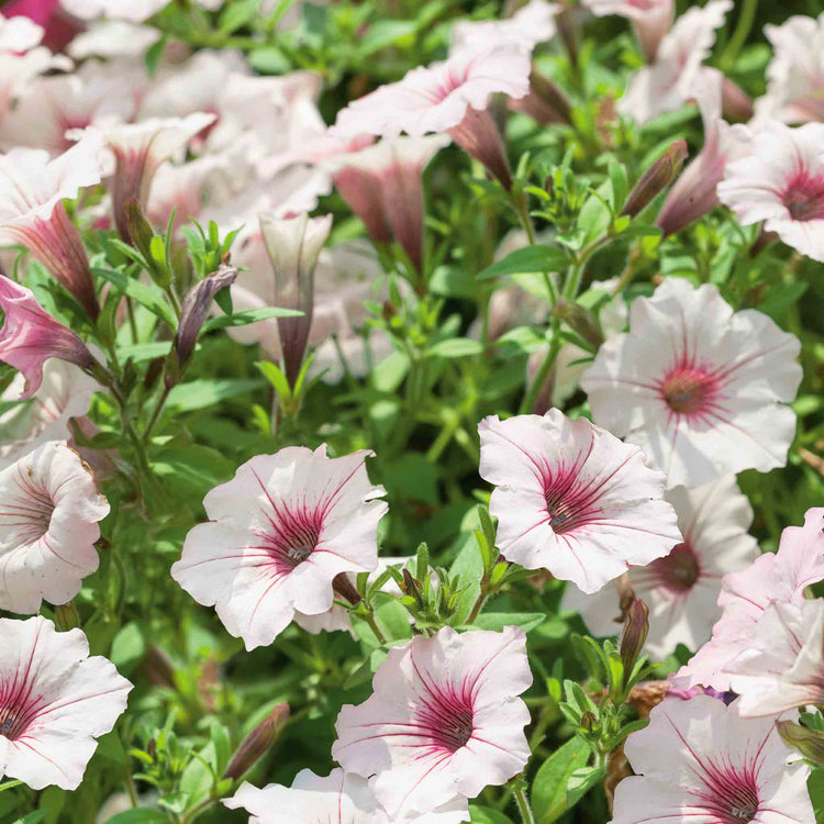 Petunia Plant 'Vista Silverberry'