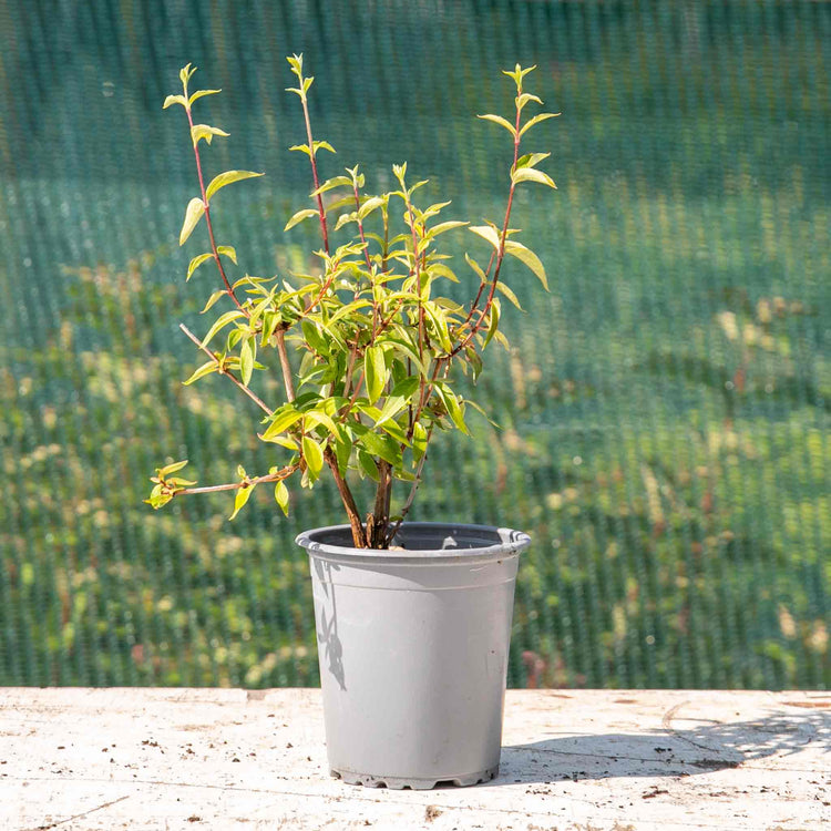 Philadelphus Plant 'Petite Perfume Pink'