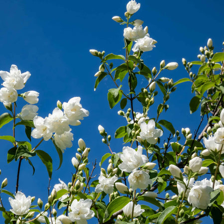Philadelphus 'Virginal'